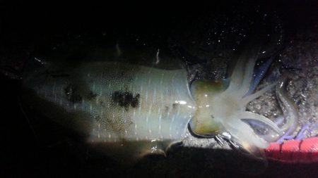 釣ブームらしいですね